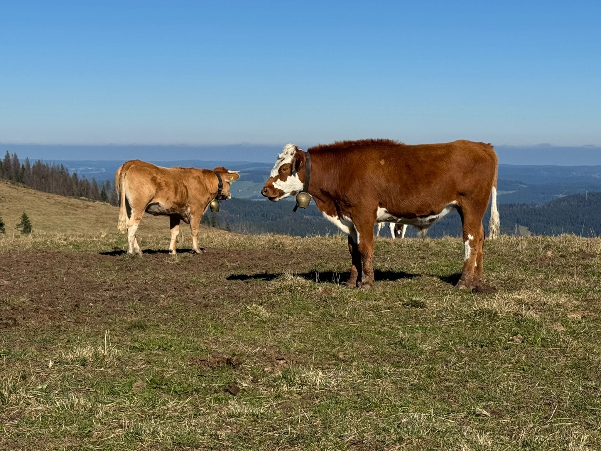 Waldhotel Am Notschreipass-官方