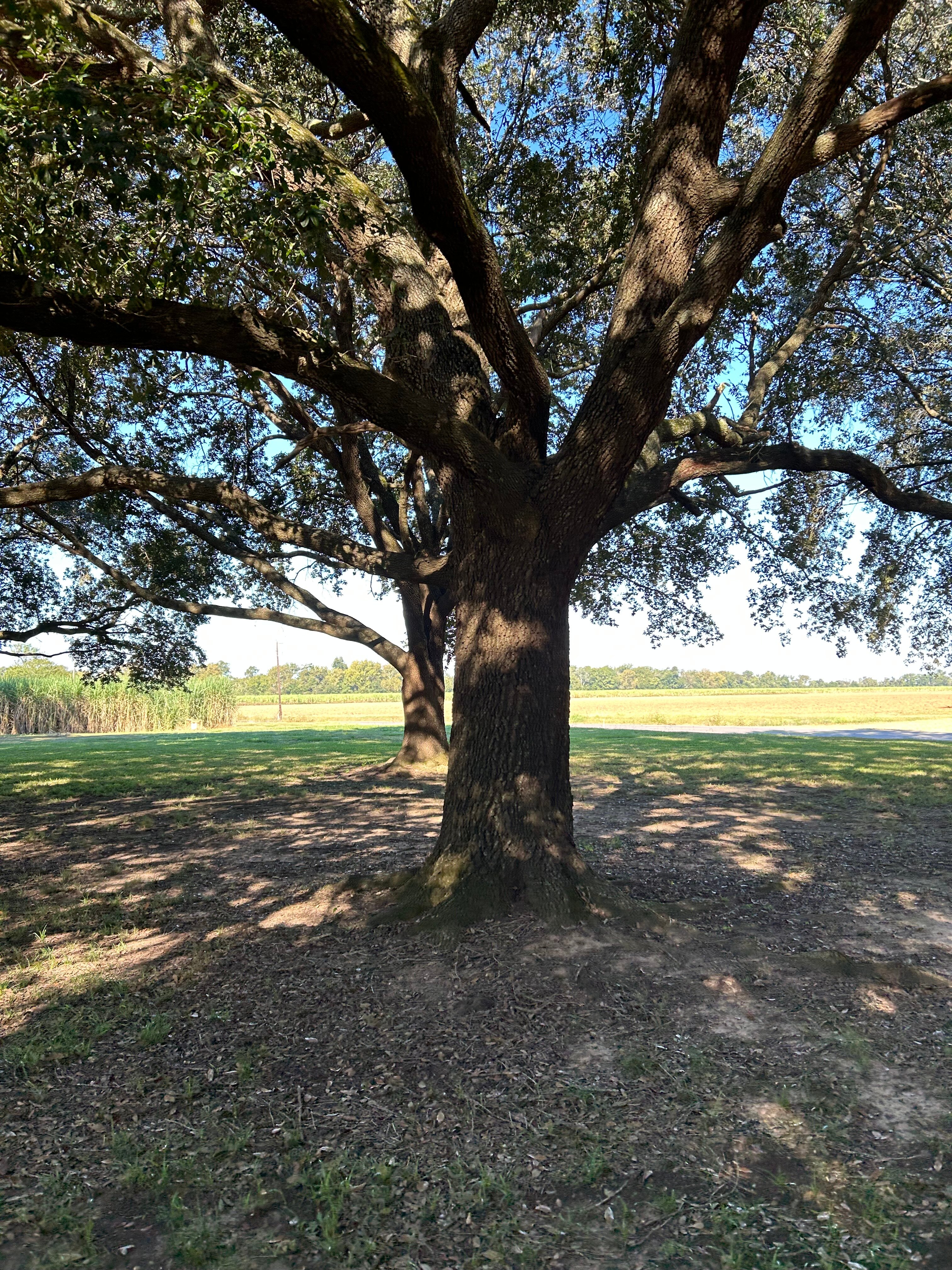 Loyd Hall Plantation-官方