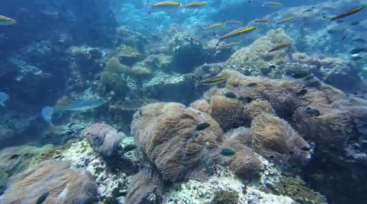 The Divers Boat Koh Phangan-Ban Tai必去景点