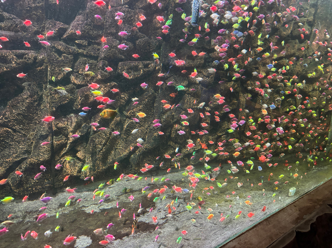 Fundera Park-Yelagiri必去景点