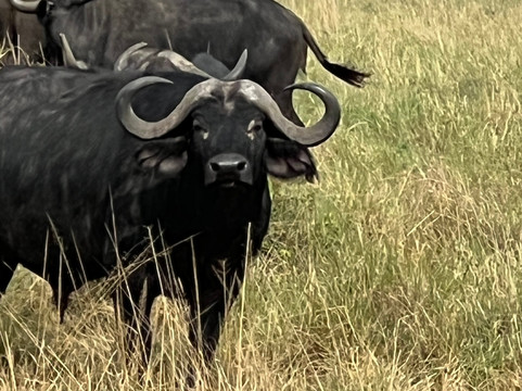 DK Grand Safaris-内罗毕必去景点