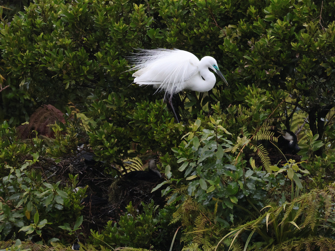 苍鹭保护区-Whataroa必去景点