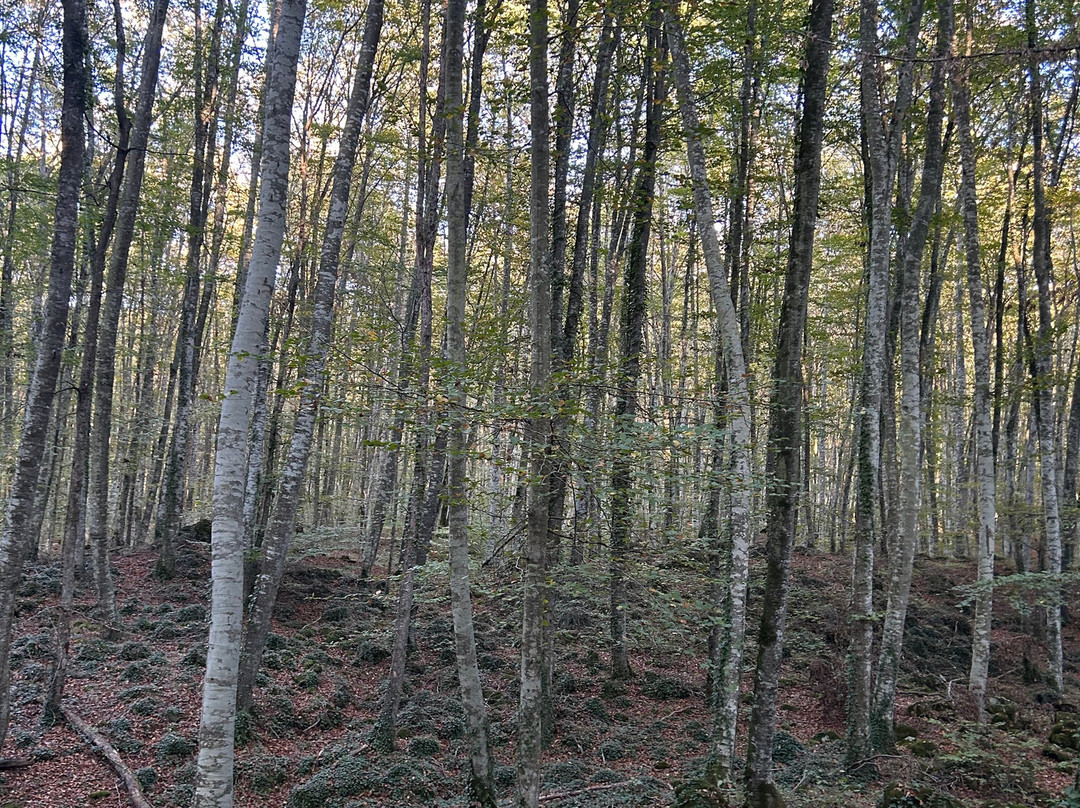 La Fageda d'en Jorda-Santa Pau必去景点