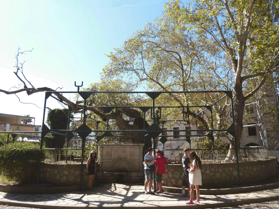 Hippocrates Tree-Kos Town必去景点