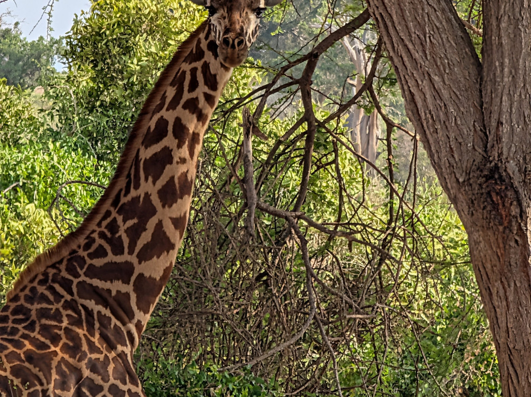 Oranje Safari-迪亚尼必去景点