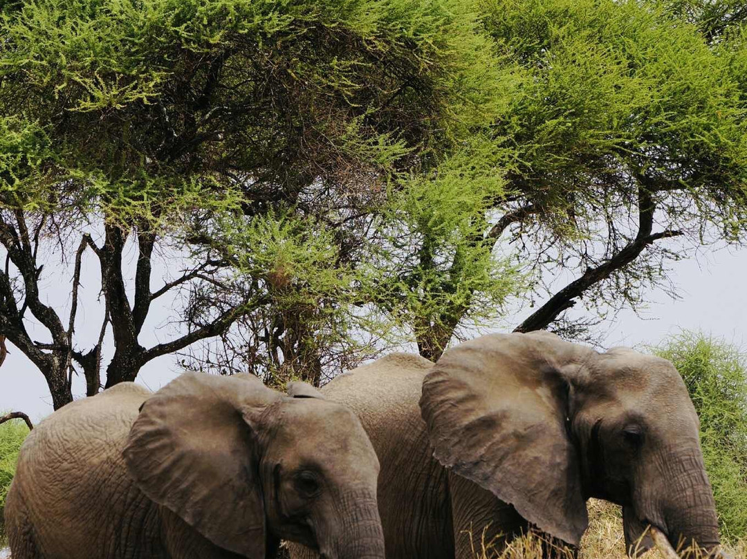 Safaris-R-Us-阿鲁沙必去景点