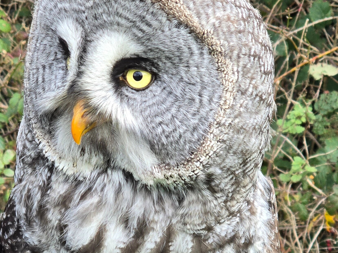 Falconry Kerry-基拉尼必去景点