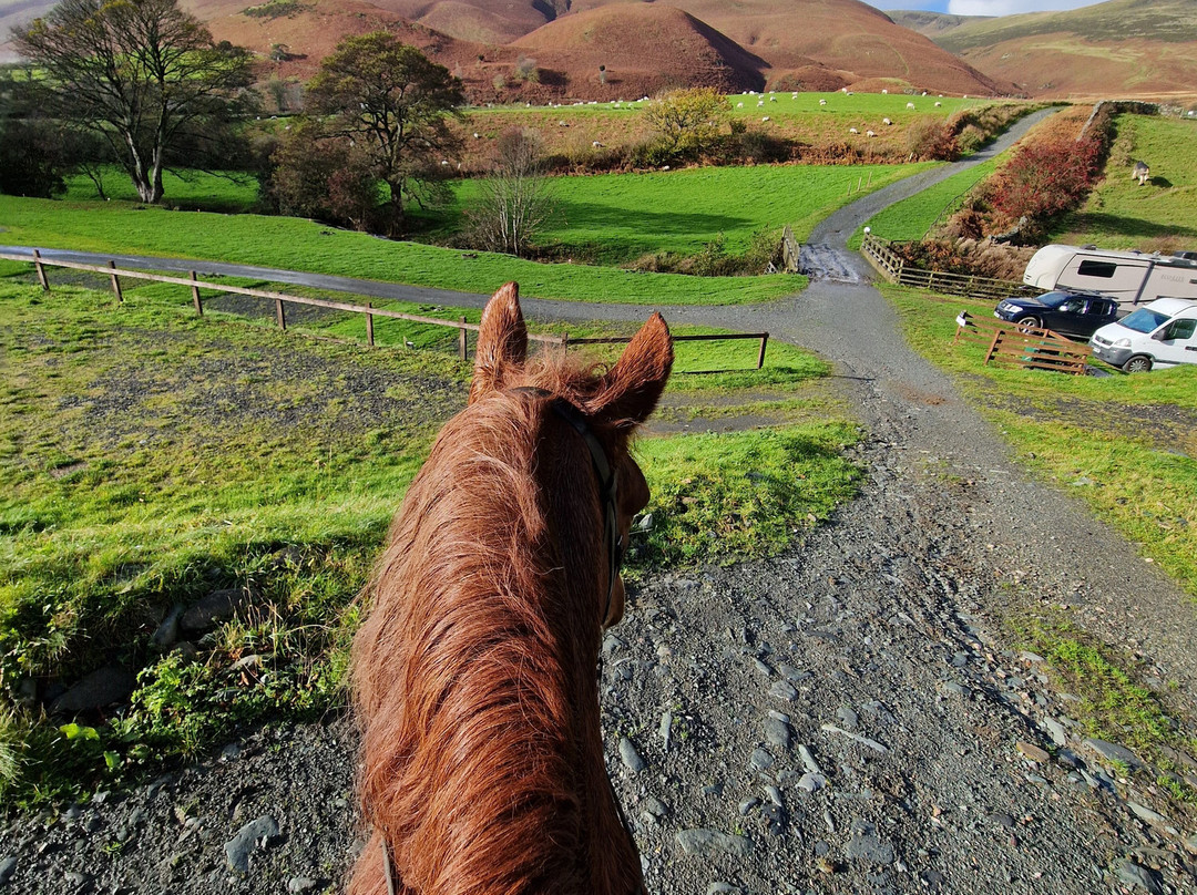 Cumbrian Heavy Horses-Millom必去景点