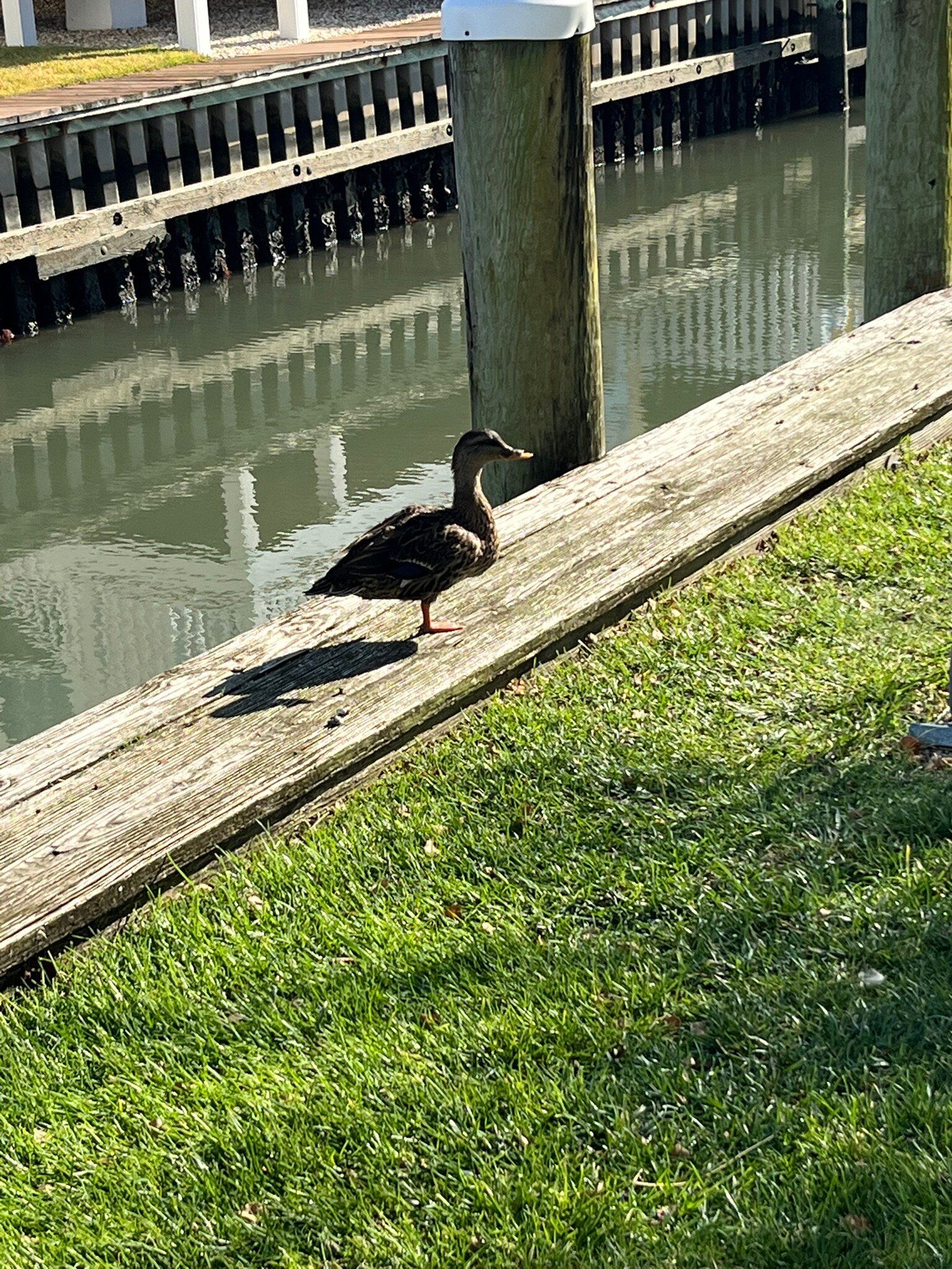 Comfort Suites Chincoteague-官方