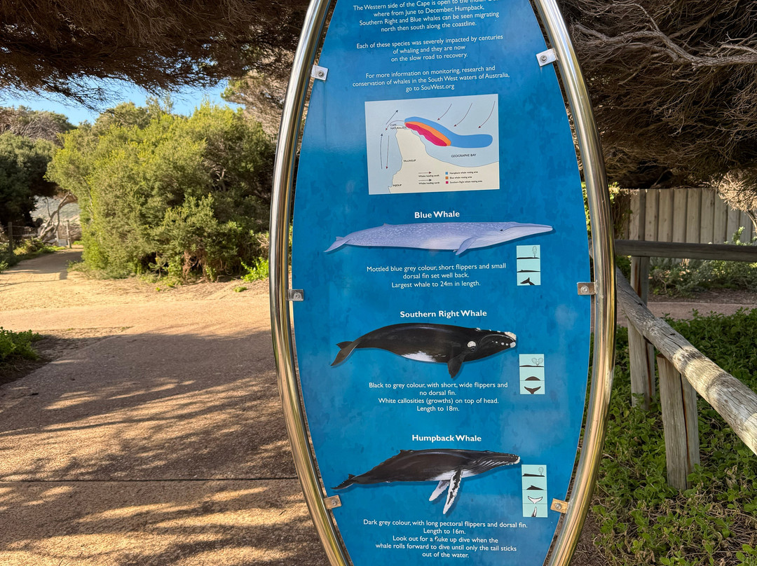 Yallingup Beach-雅林角必去景点