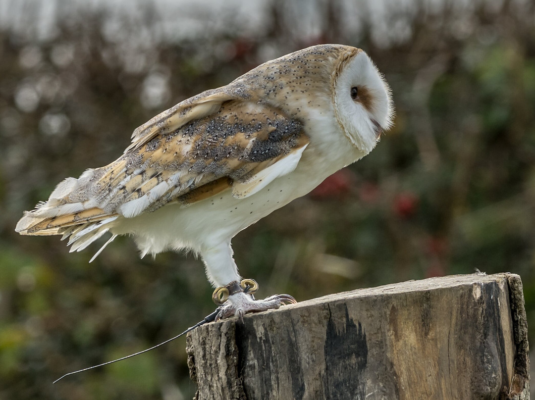 The British Bird of Prey Centre-喀麦登必去景点