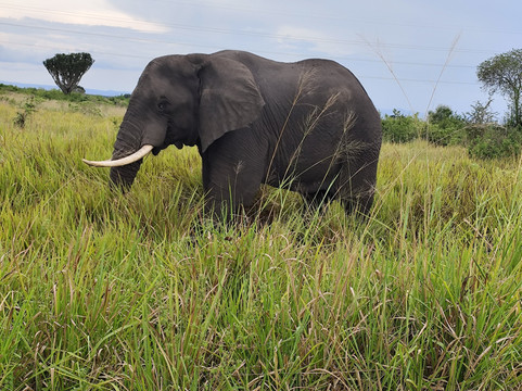 Car Rental Uganda-坎帕拉必去景点