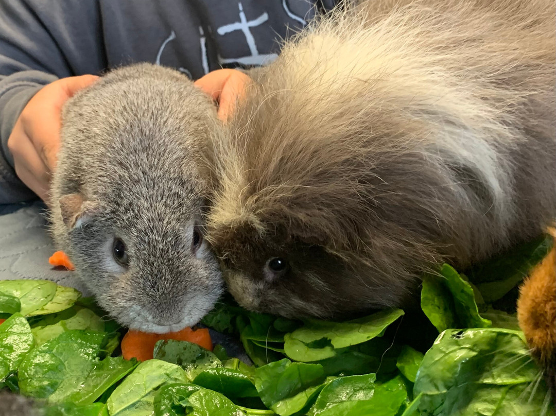 Cavies & Cake-Fakenham必去景点