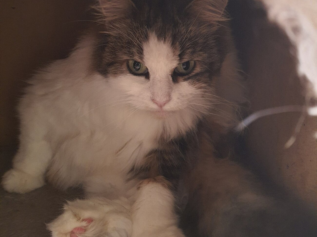 Bedford Cat Café-贝德福德必去景点