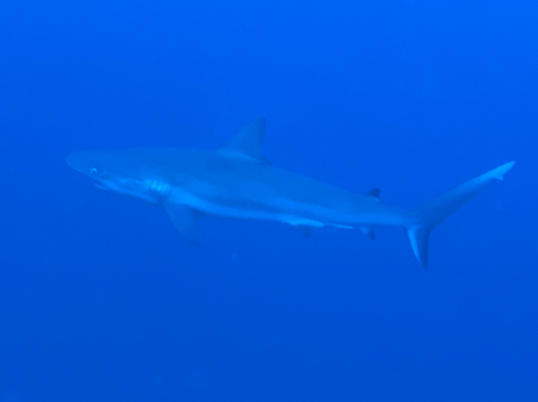 Sweet Bottom Dive Center-圣克鲁斯必去景点