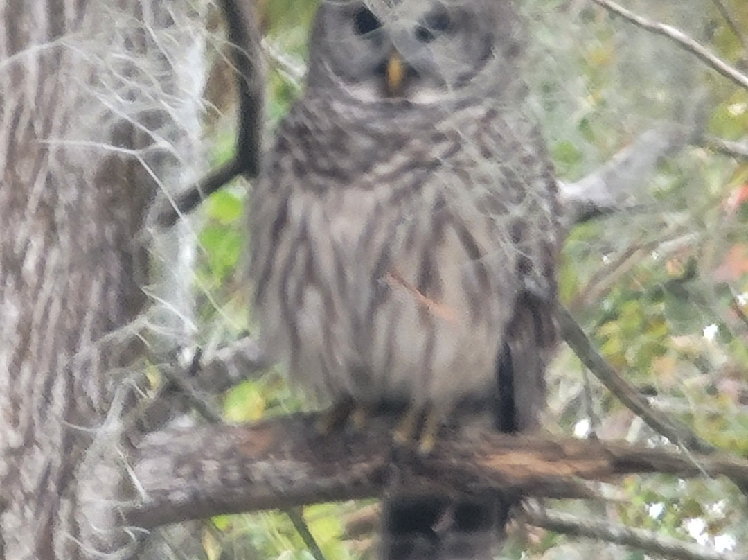 St. John's River Eco Tours, LLC-DeBary必去景点