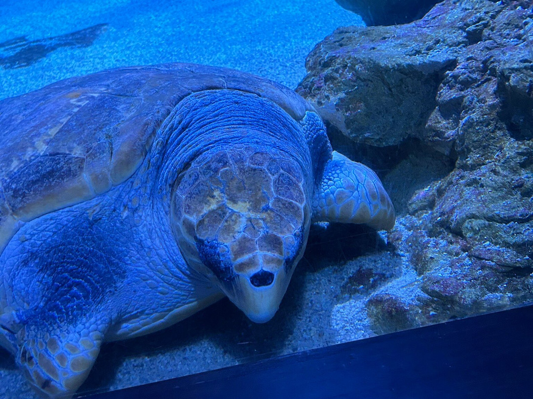 AQWA The Aquarium Of Western Australia-拉瑞斯必去景点