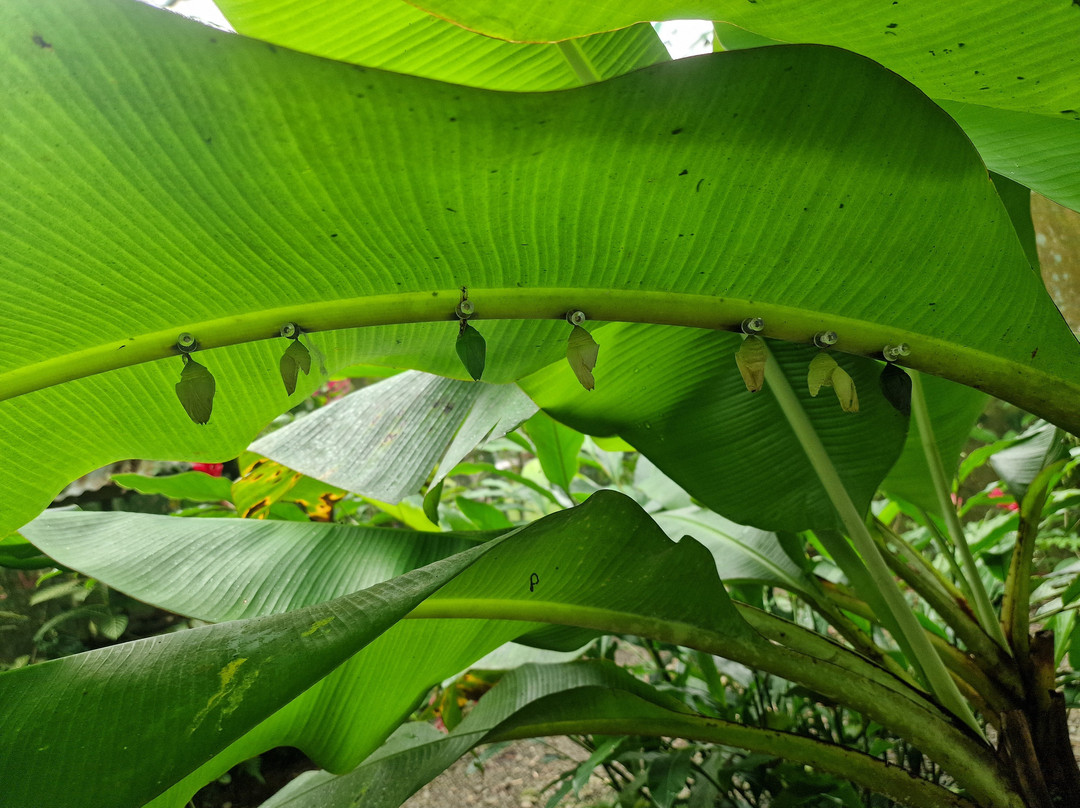 Royal Butterflies-哈科必去景点