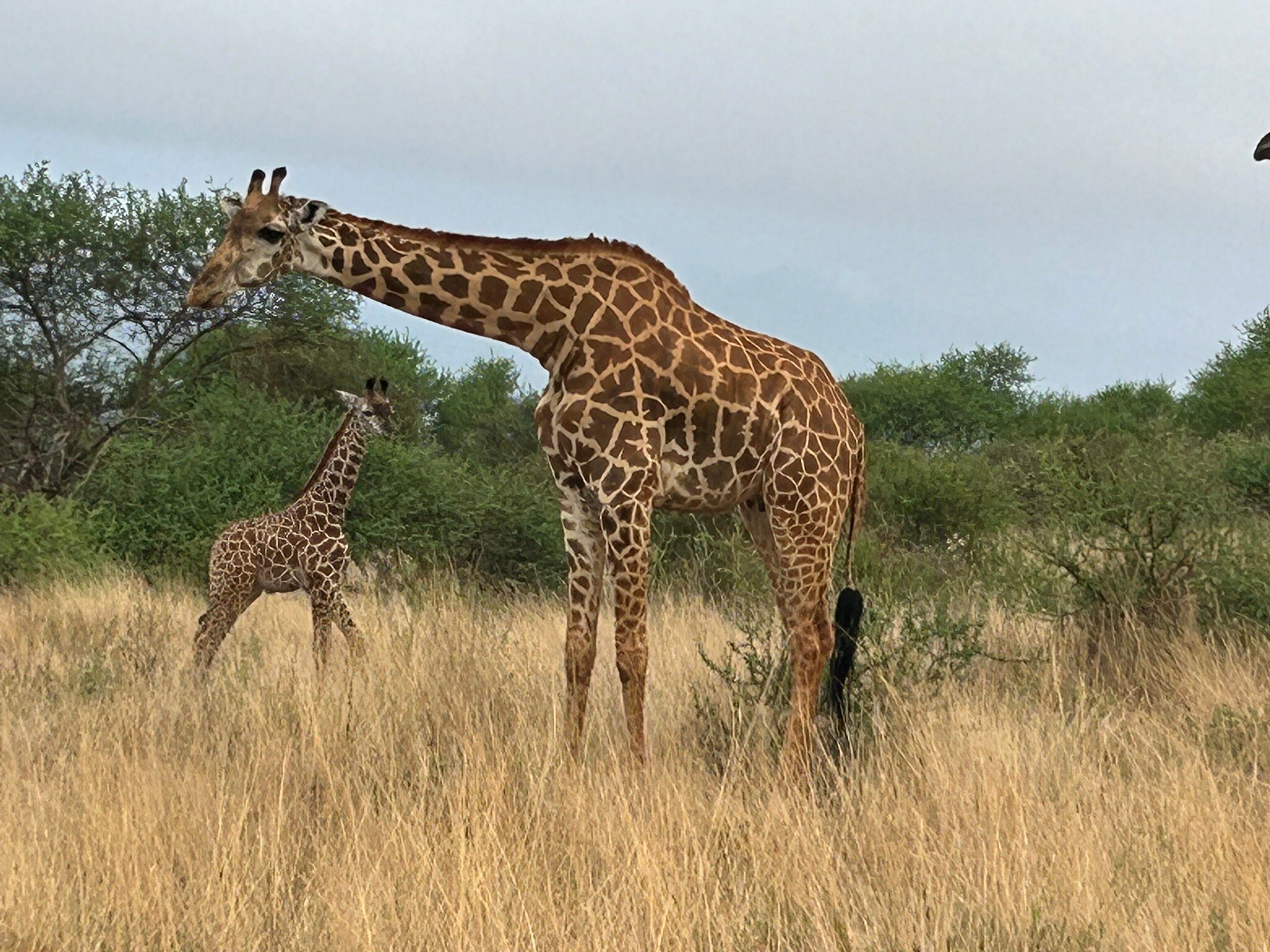 基拉库尼赛雷那野生动物园旅馆-官方