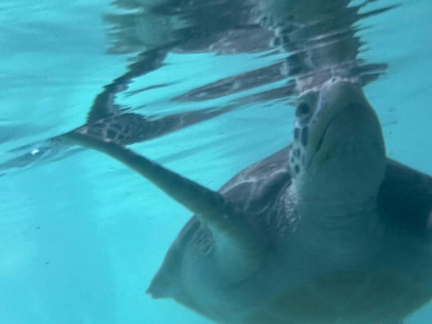 Choum Tours & Safari-桑给巴尔岛必去景点