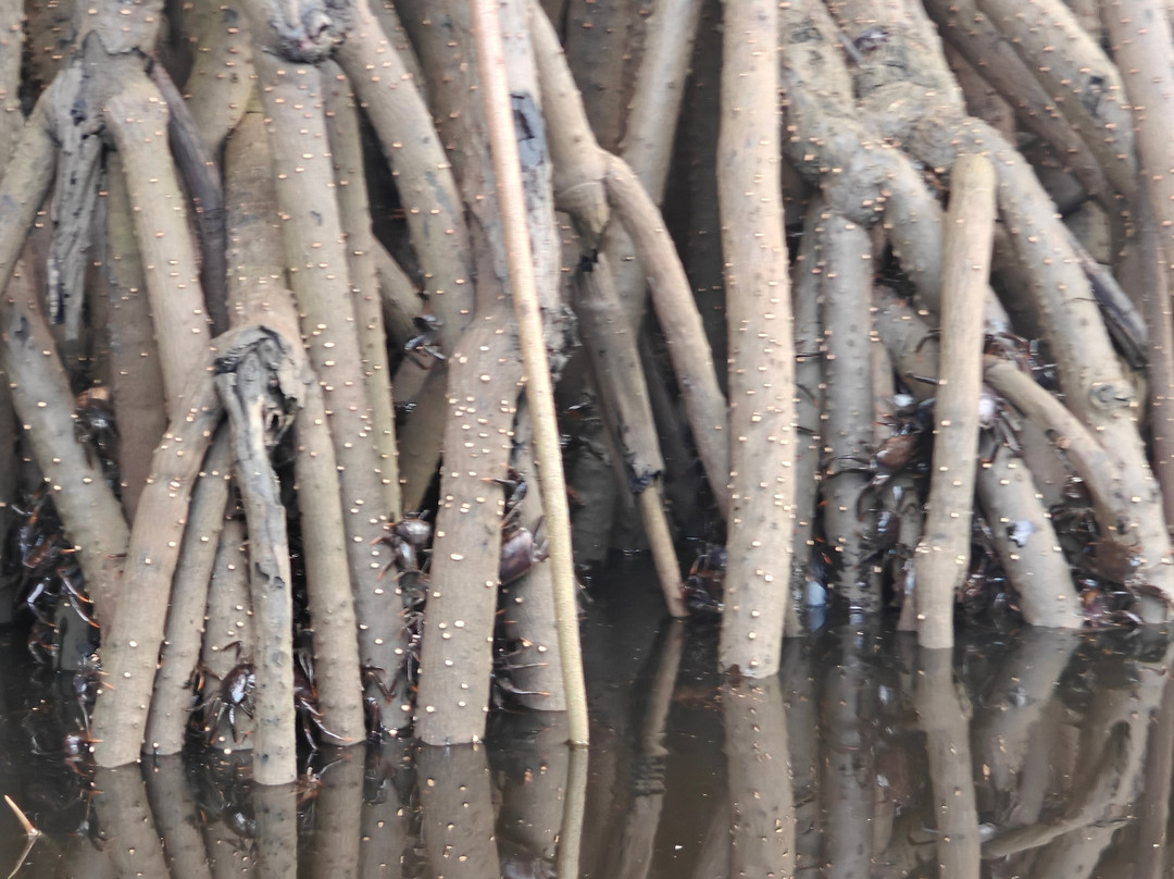 Limeland Tours-特立尼达必去景点