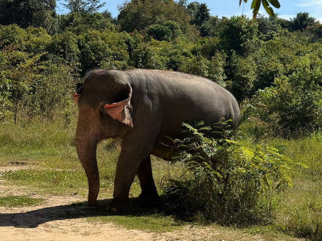 Kulen Elephant Forest-暹粒必去景点