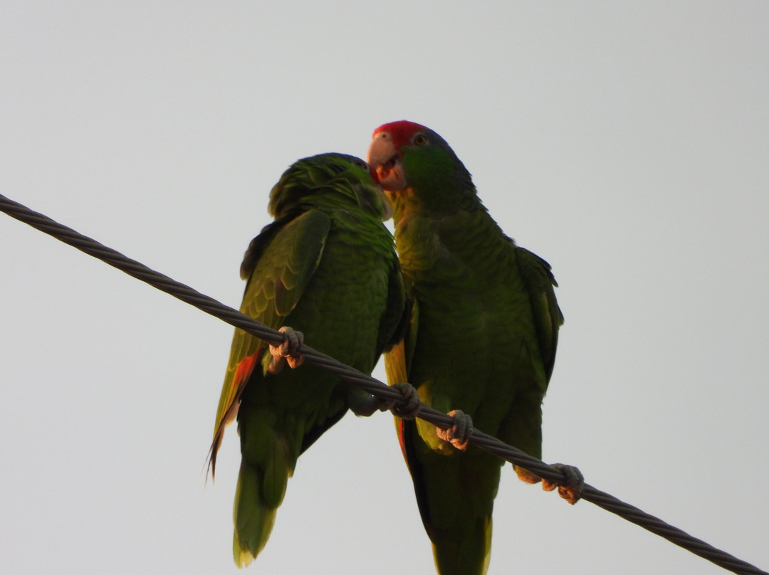 Joe and Tony Oliveira Park-布朗斯维尔必去景点