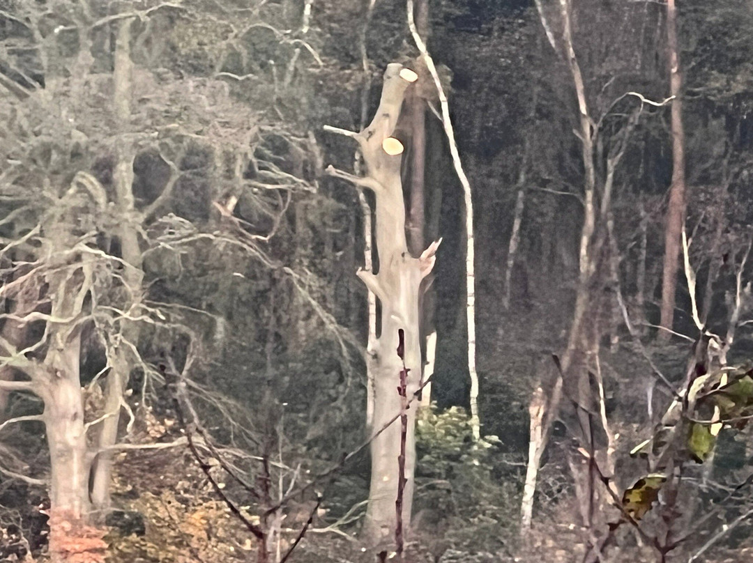 Mere Sands Wood Nature Reserve-Rufford必去景点