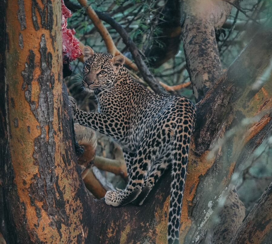 Oserengoni Wildlife Sanctuary-奈瓦夏必去景点