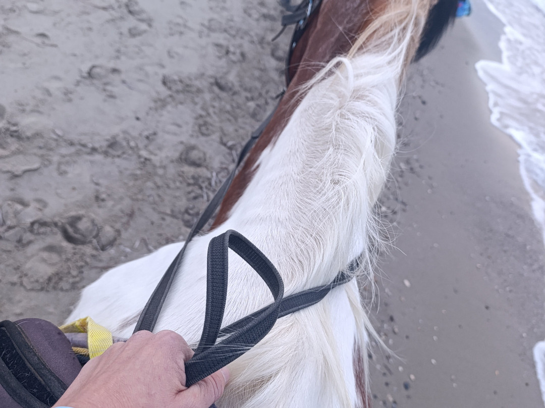 Erika's Horse Farm Kos-Marmari必去景点