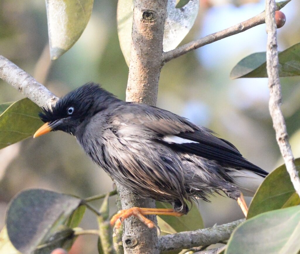 纳兹里度假村-官方