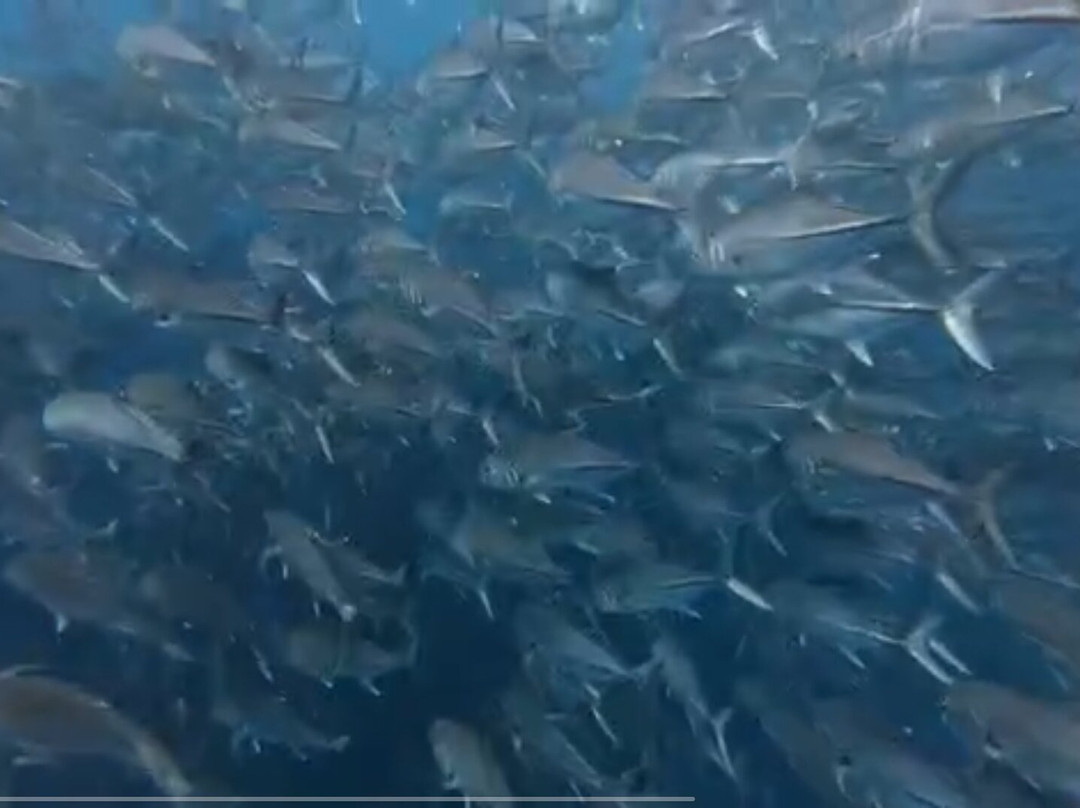 Tropical Divers Dive Center-达瑙市必去景点