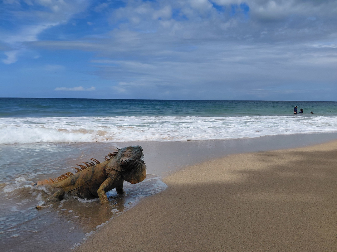 Playa Punta Uva-Punta Uva必去景点