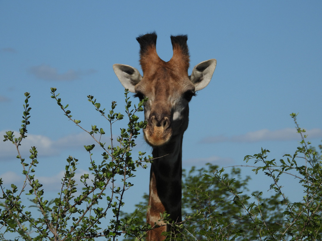 Lourie Trips & Tours-路易特里哈特必去景点