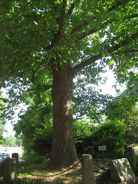 Tree That Owns Itself-阿森斯必去景点