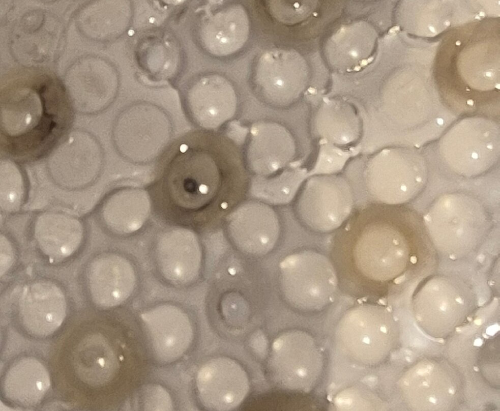 Welcomhotel by ITC Hotels, Bhubaneswar主图