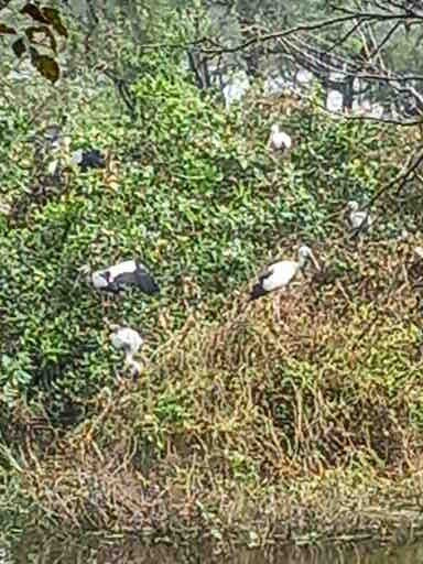 Vedanthangal Bird Sanctuary-甘吉布勒姆必去景点