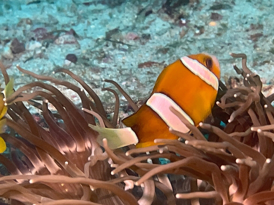 French Kiss Divers-妈妈拍丝瓜岛必去景点