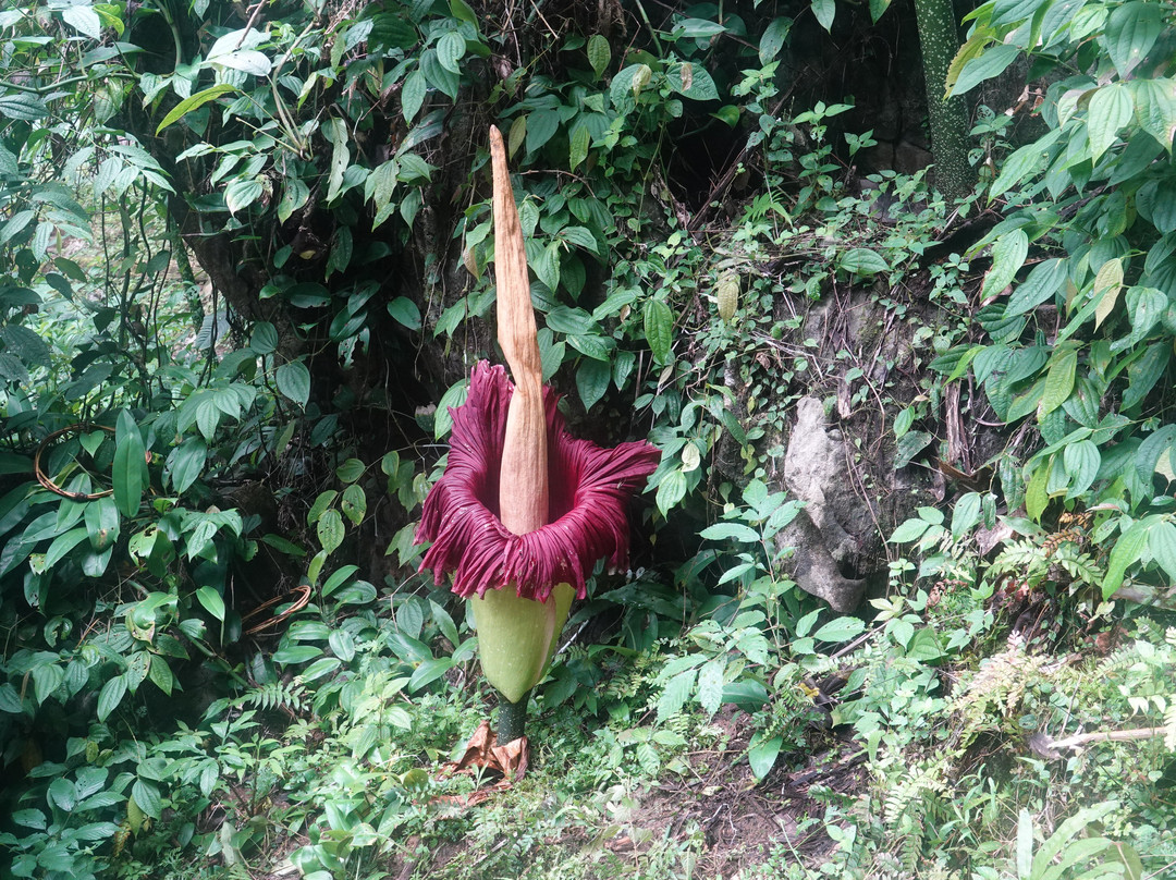 SUMECO (Sumatra Ecoproject)-武吉拉旺必去景点