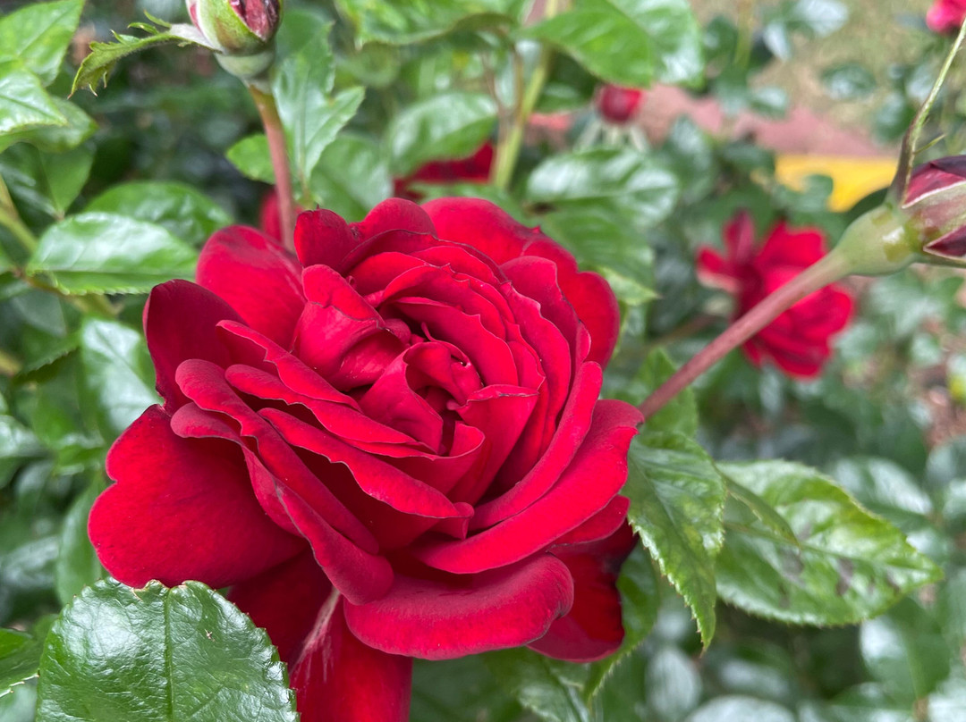 LORD Richard Gavin Gardiner Casey Statue-伯威克必去景点