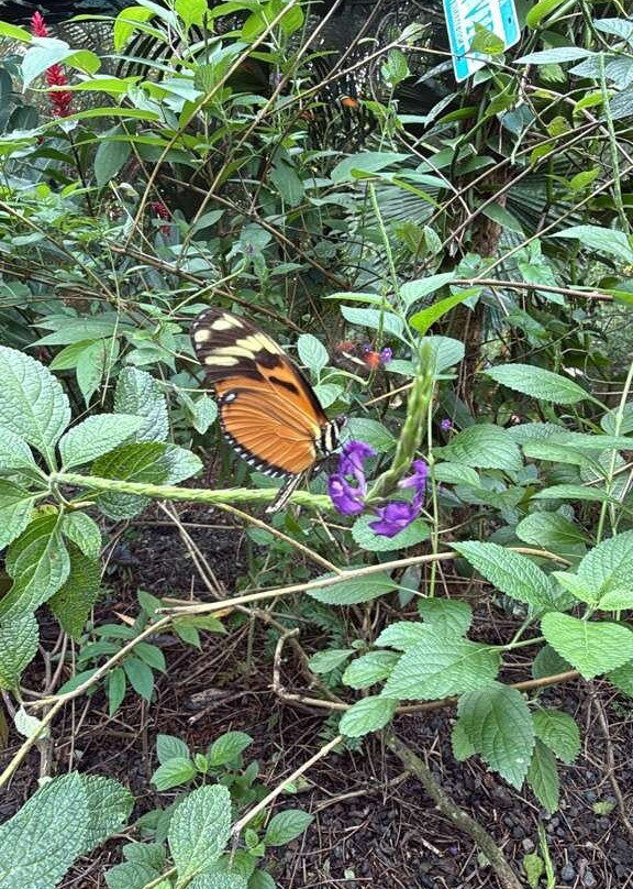 Royal Butterflies-哈科必去景点