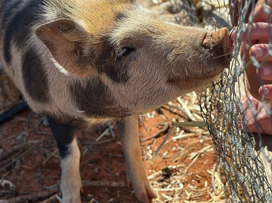 Silverton Outback Camels-Silverton必去景点