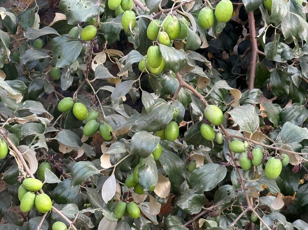 Kasba - A Village Resort主图