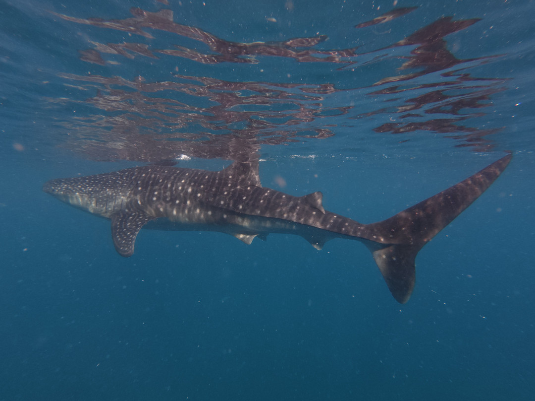 Dive Spot Asia & Brumini Beach Resort主图