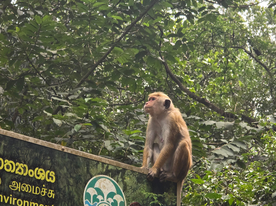 Lux Tours Lanka-康提必去景点