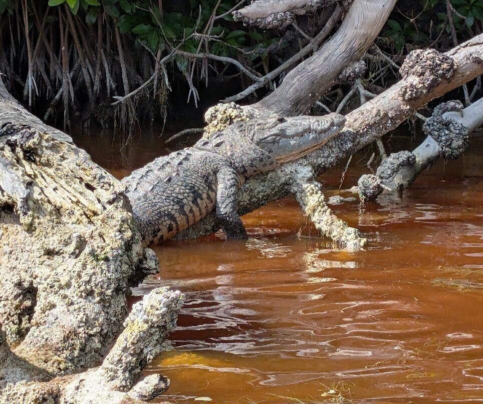 Guardianes De Los Manglares De Dzinintún-塞莱斯顿必去景点