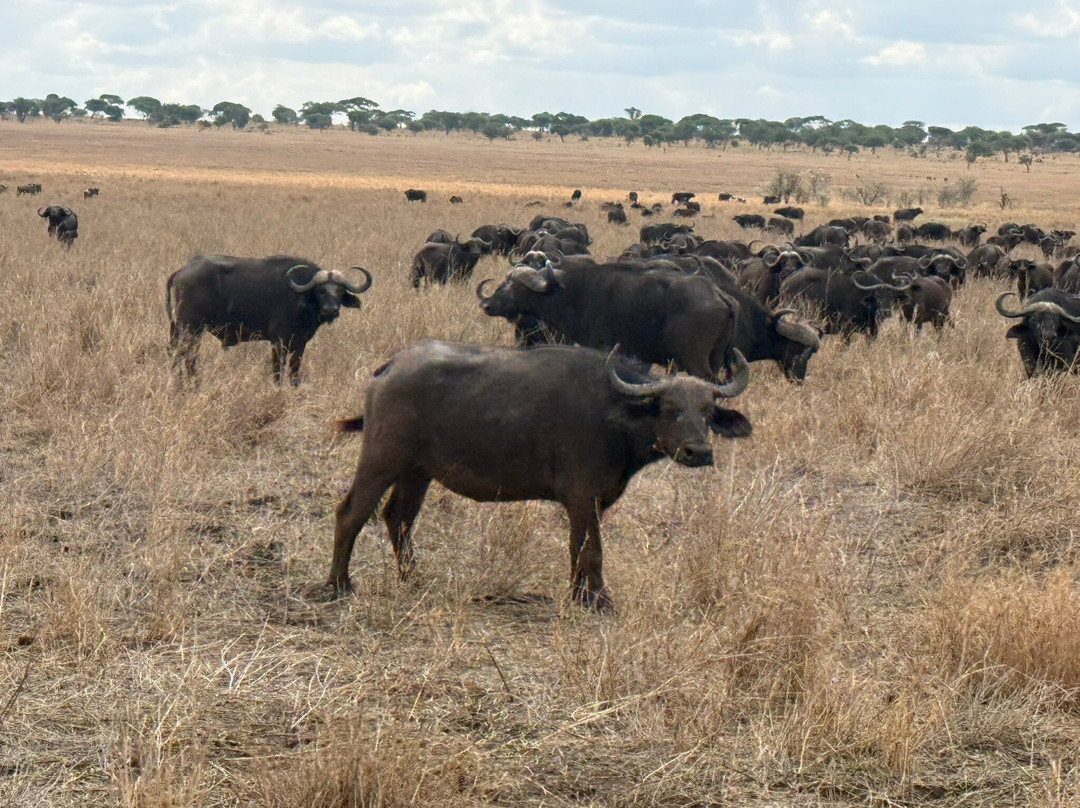 Utopia safaris-阿鲁沙必去景点