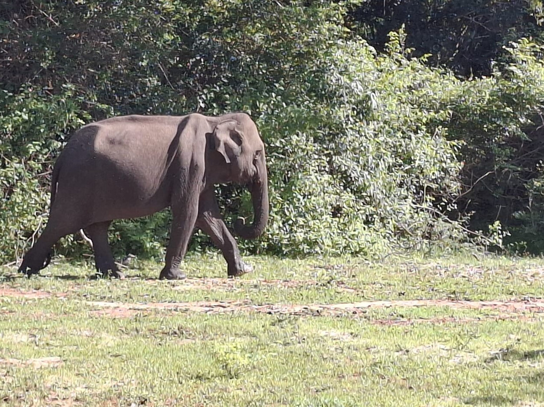 Ceylon Escapes-科伦坡必去景点