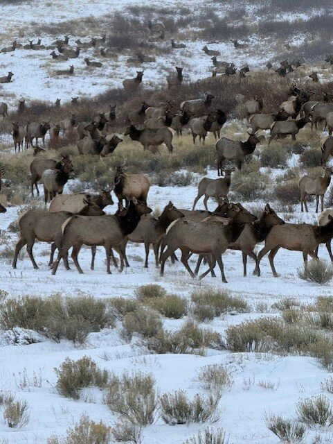 国家麋鹿保护区-杰克逊必去景点