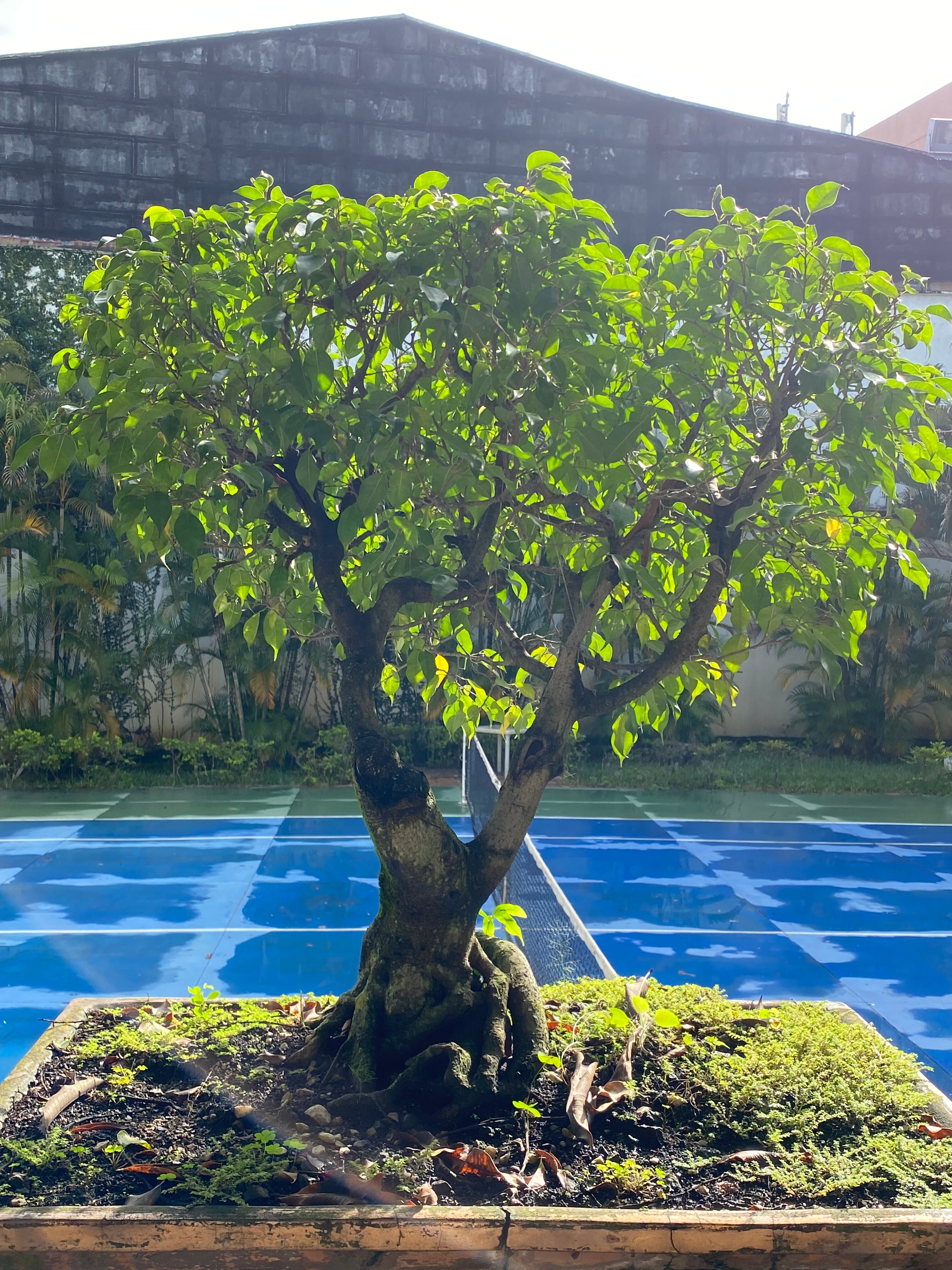 Hotel Boutique Villa Casuarinas-官方